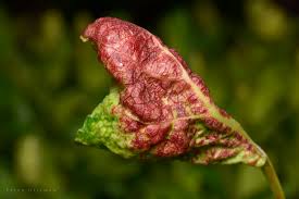 Attēlu rezultāti vaicājumam “Thecabius affinis”