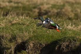 Attēlu rezultāti vaicājumam “Anas clypeata”