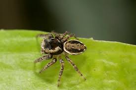 Attēlu rezultāti vaicājumam “Evarcha falcata male”