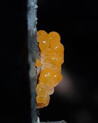 Attēlu rezultāti vaicājumam “Tremella mesenterica”