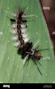 Attēlu rezultāti vaicājumam “Lymantriidae”