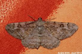 Attēlu rezultāti vaicājumam “Alcis repandata”