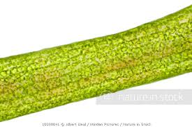 Attēlu rezultāti vaicājumam “Ceratophyllum submersum leaf”