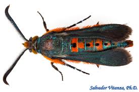 Attēlu rezultāti vaicājumam “Sesiidae”