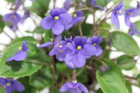 Image result for Saintpaulia ionantha Culitvar