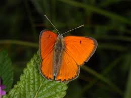 Attēlu rezultāti vaicājumam “Lycaena dispar”