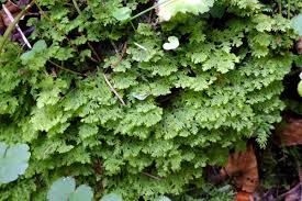 Attēlu rezultāti vaicājumam “Trichocolea tomentella”