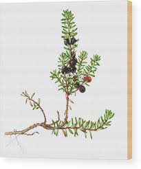 Attēlu rezultāti vaicājumam “Empetrum nigrum”