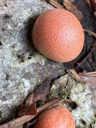 Attēlu rezultāti vaicājumam “Lycogala melleum macro”