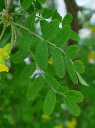 Attēlu rezultāti vaicājumam “Caragana arborescens”