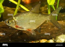 Image result for Blicca bjoerkna