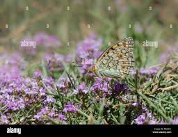 Attēlu rezultāti vaicājumam “Argynnis niobe underside”
