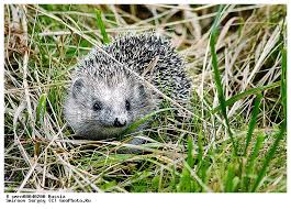 Attēlu rezultāti vaicājumam “Erinaceus roumanicus”