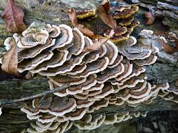 Attēlu rezultāti vaicājumam “Trametes ochracea”