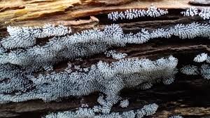 Attēlu rezultāti vaicājumam “Physarum diderma”