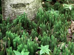 Attēlu rezultāti vaicājumam “Lycopodium annotinum”