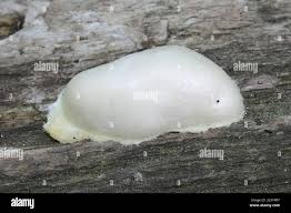 Attēlu rezultāti vaicājumam “Reticularia jurana spores”