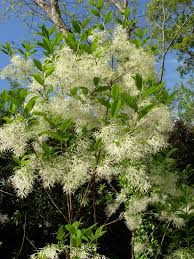 Attēlu rezultāti vaicājumam “Chionanthus virginicus flower”