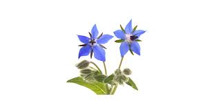 Attēlu rezultāti vaicājumam “Borago officinalis flower”