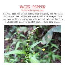 Attēlu rezultāti vaicājumam “Persicaria hydropiper leaf”