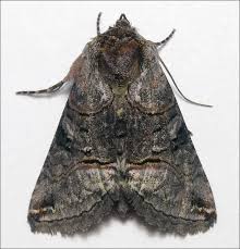 Attēlu rezultāti vaicājumam “Abrostola tripartita”