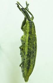 Attēlu rezultāti vaicājumam “Lixus iridis”