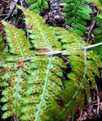 Attēlu rezultāti vaicājumam “Dryopteris carthusiana”