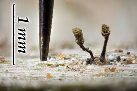 Attēlu rezultāti vaicājumam “Chaenotheca brachypoda”