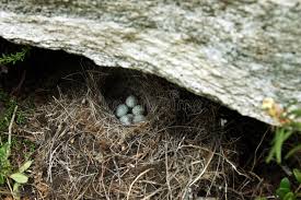 Attēlu rezultāti vaicājumam “Motacilla alba nest”
