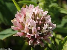 Attēlu rezultāti vaicājumam “Trifolium fragiferum”