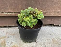 Attēlu rezultāti vaicājumam “Abies veitchii”