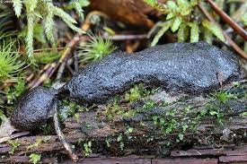 Attēlu rezultāti vaicājumam “Siphoptychium violaceum”