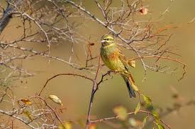 Image result for Emberiza cirlus