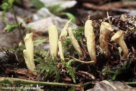 Attēlu rezultāti vaicājumam “Clavariadelphus ligula”