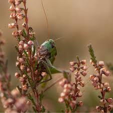 Attēlu rezultāti vaicājumam “Decticus verrucivorus”