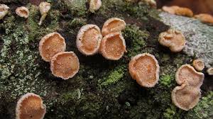 Attēlu rezultāti vaicājumam “Aleurodiscus amorphus”