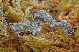 Attēlu rezultāti vaicājumam “Diderma globosum macro”