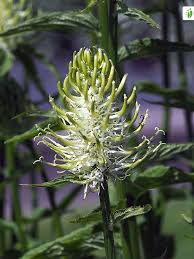 Attēlu rezultāti vaicājumam “Phyteuma spicatum”