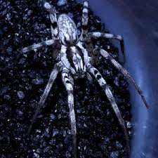 Attēlu rezultāti vaicājumam “Miturgidae”