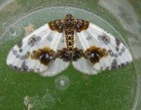 Attēlu rezultāti vaicājumam “Abraxas sylvata imago”