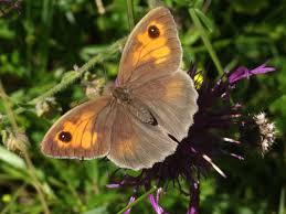 Attēlu rezultāti vaicājumam “Maniola jurtina”