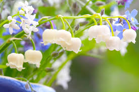 Attēlu rezultāti vaicājumam “Convallaria majalis flower”