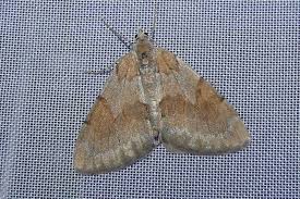 Attēlu rezultāti vaicājumam “Pennithera firmata”