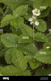 Attēlu rezultāti vaicājumam “Fragaria moschata flower”
