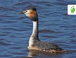Attēlu rezultāti vaicājumam “Podiceps cristatus”