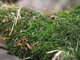 Attēlu rezultāti vaicājumam “Leskea polycarpa”