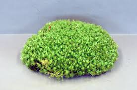 Attēlu rezultāti vaicājumam “Leucobryum glaucum”