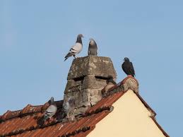 Attēlu rezultāti vaicājumam “Columba livia f. domestica”