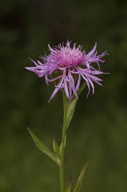 Attēlu rezultāti vaicājumam “Centaurea jacea”