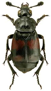 Attēlu rezultāti vaicājumam “Nicrophorus vespilloides”